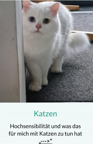 Katzen Hochsensibilität und was das für mich mit Katzen zu tun hat „--->“