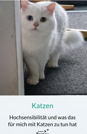 Katzen Hochsensibilität und was das für mich mit Katzen zu tun hat „--->“